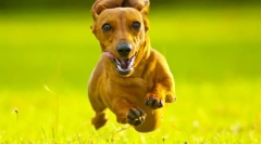 Rabbit dachshund (fotografii): companion de relief cu senzor de sunet